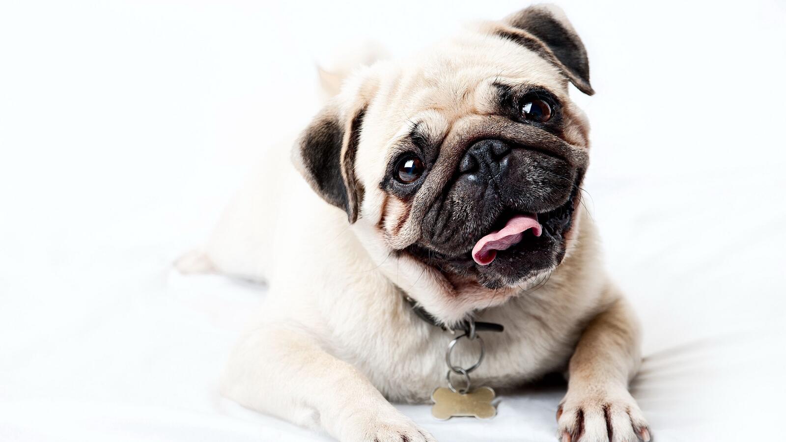 Wallpapers wallpaper pug close white background on the desktop
