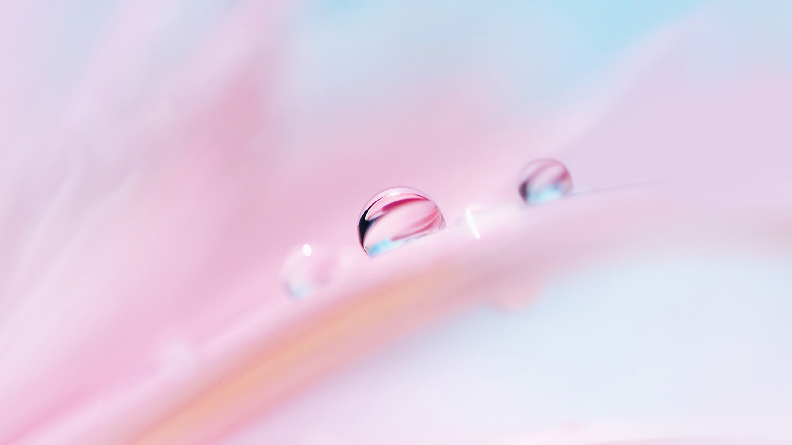 Raindrops on soft pink petals