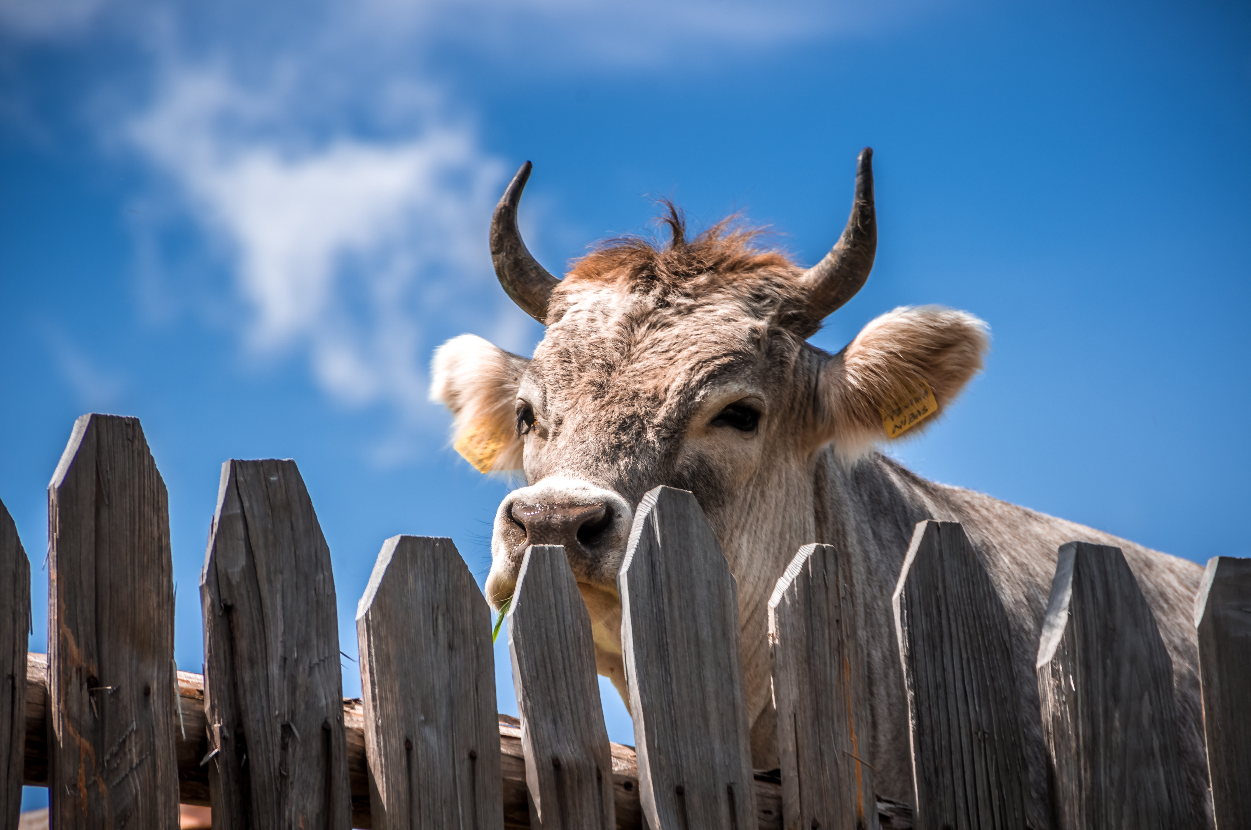 A bull behind a wooden fence