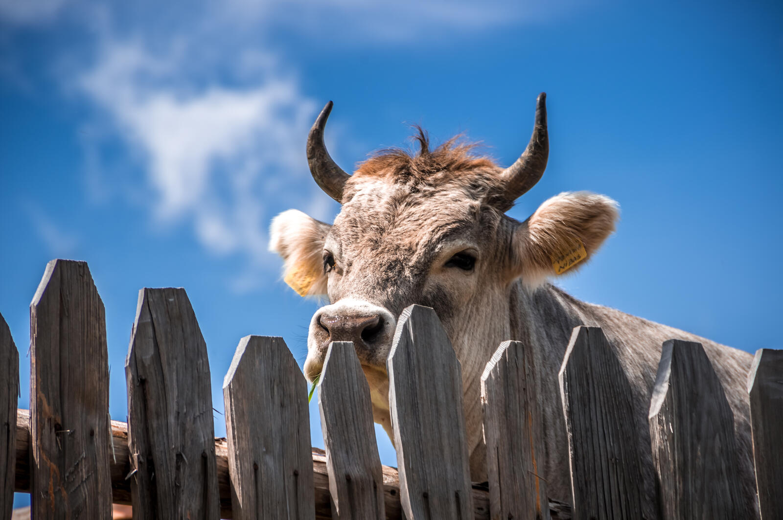 Free photo A bull behind a wooden fence