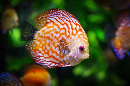 Красочная рыба кораллового рифа