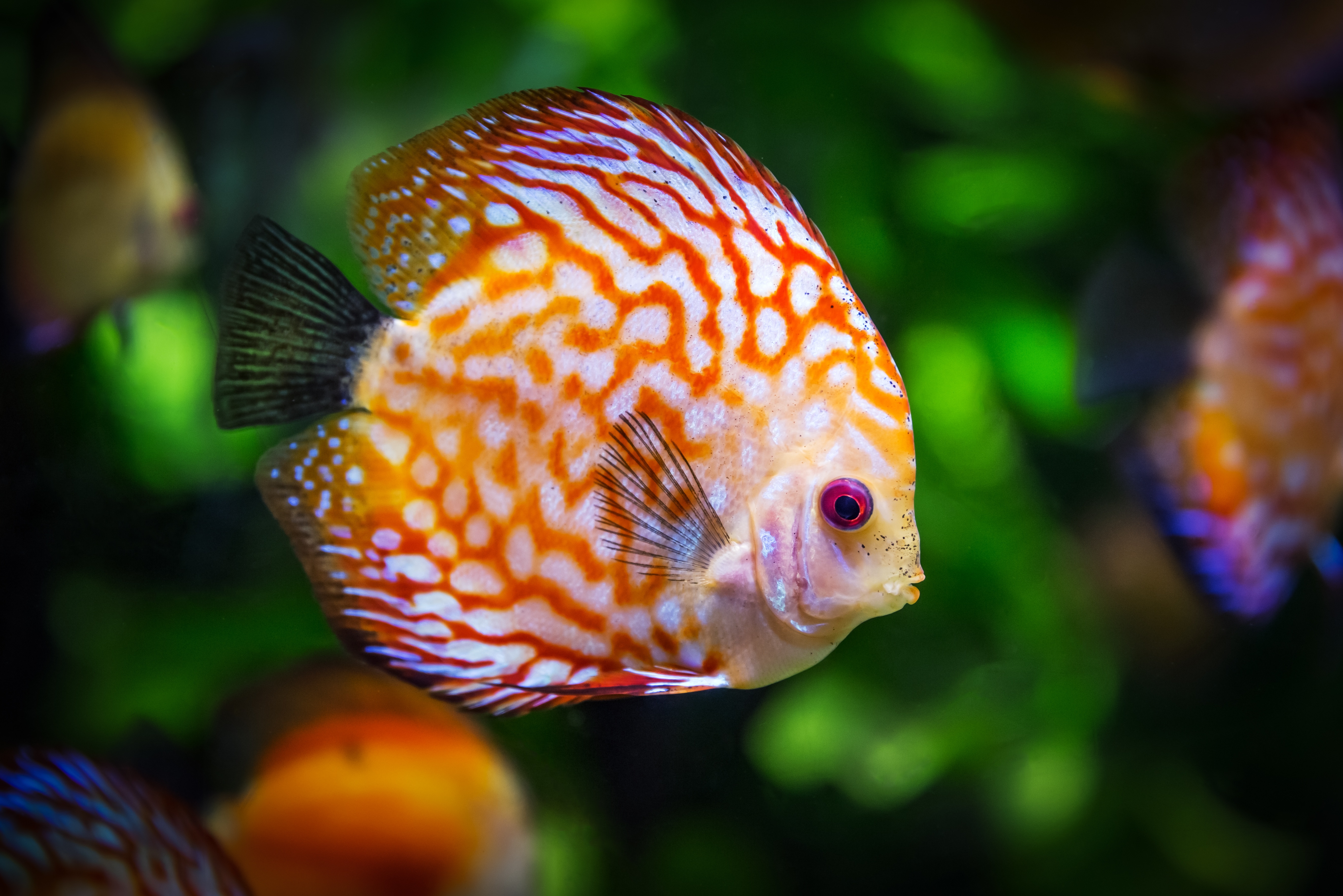免费照片珊瑚礁上色彩斑斓的鱼类