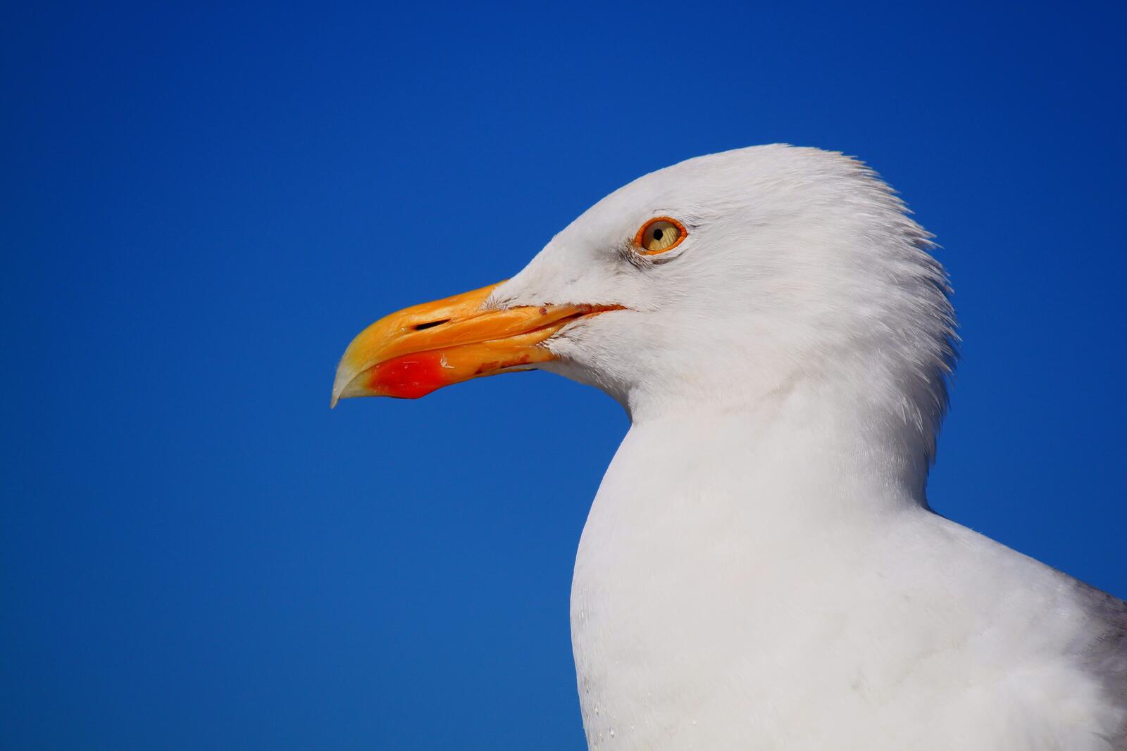 Free photo Close-up portrait of a seagull in side view