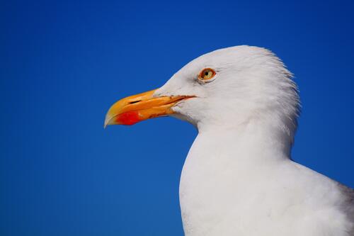 Close-up portrait of a seagull in side view