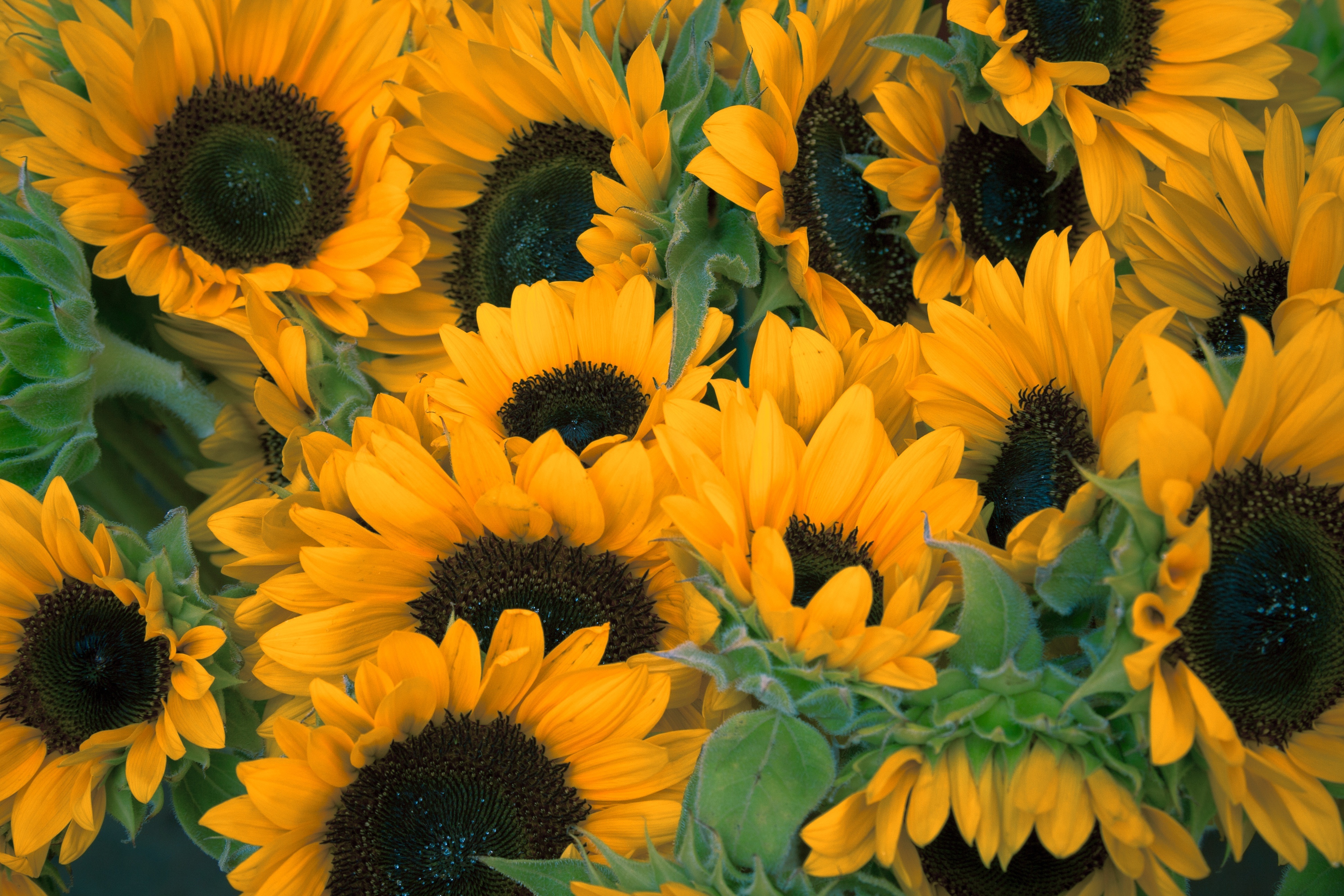 Unripe sunflowers