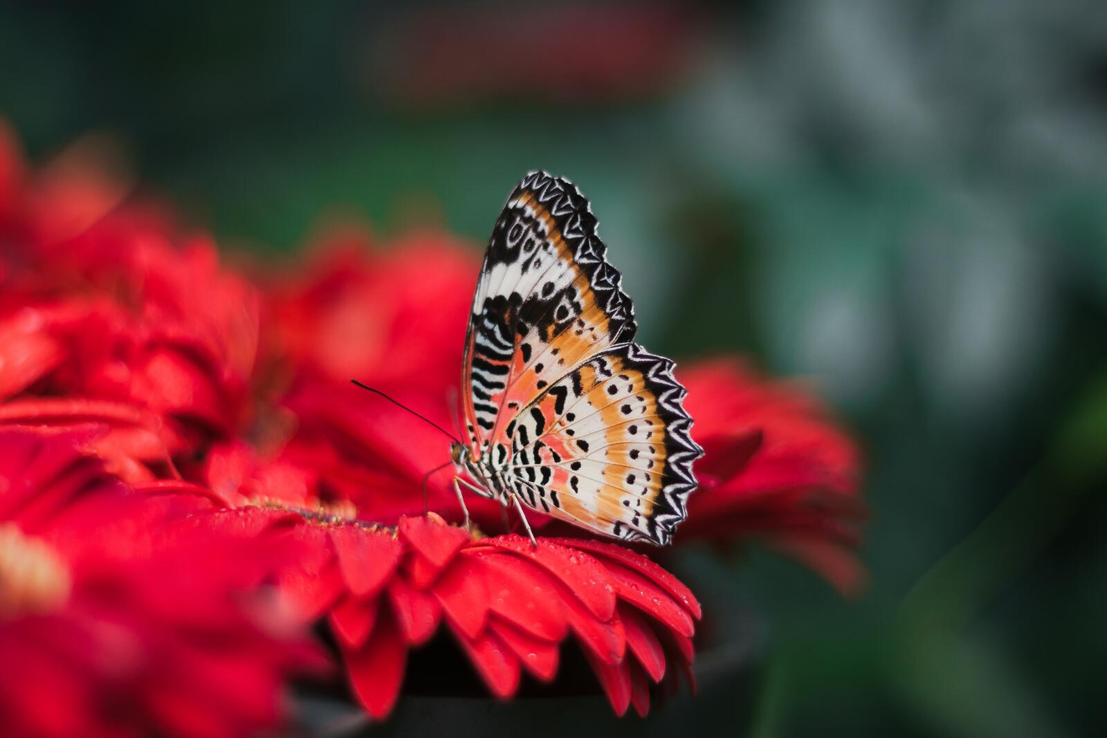 Free photo A beautiful butterfly on a red flower
