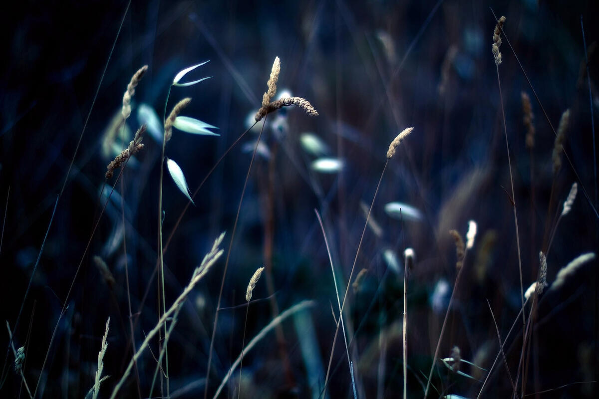 Wallpaper with blades of grass