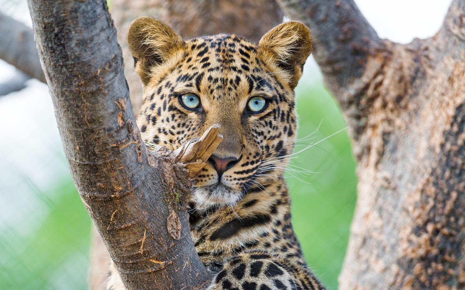 Free photo Blue-eyed leopard looking for prey