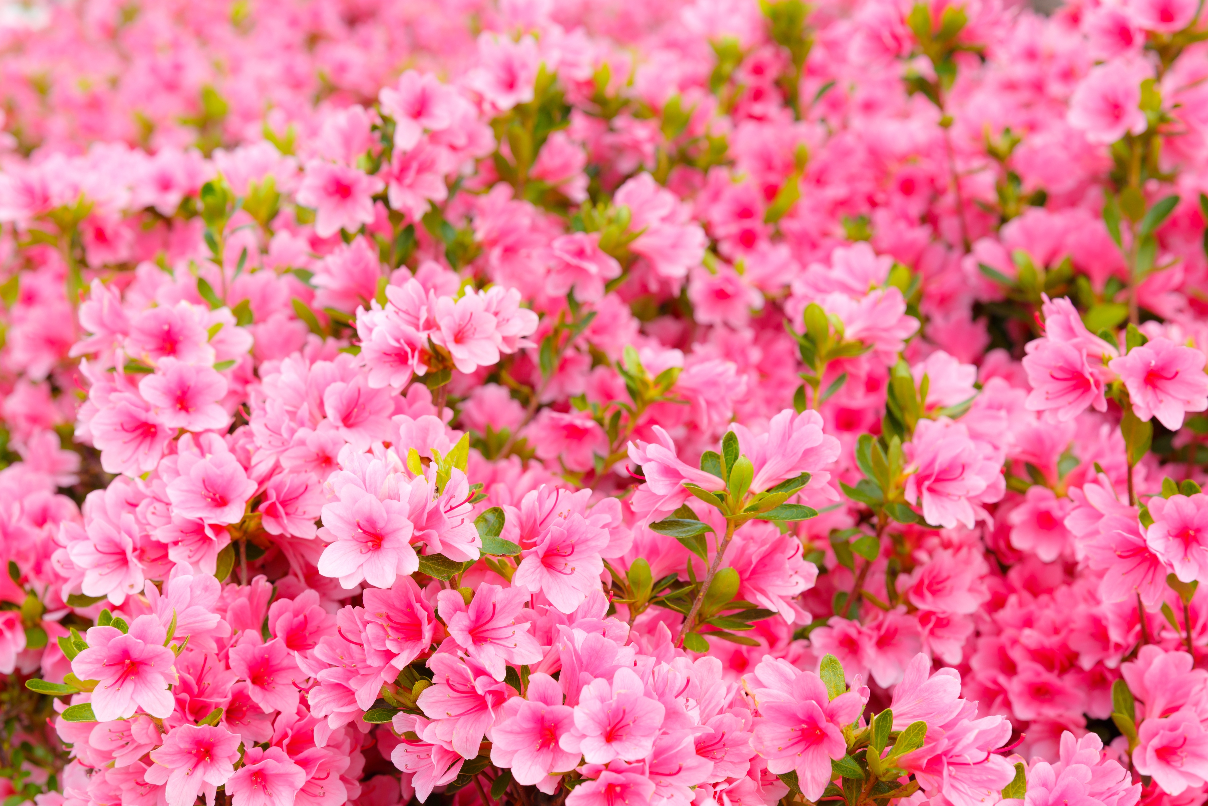 Free photo A field of pink flowers