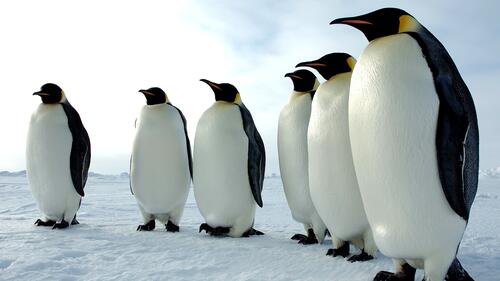 Пингвины крупным планом