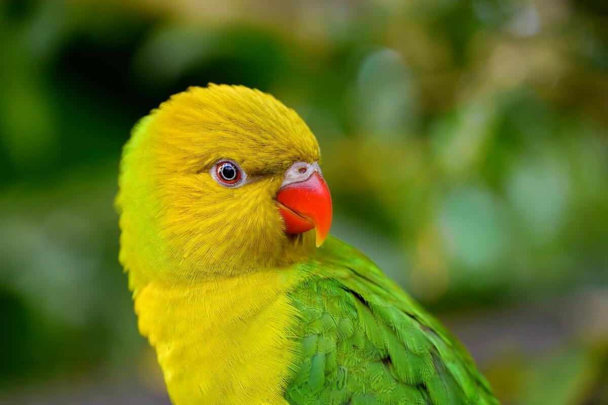 Желтый попугайчик