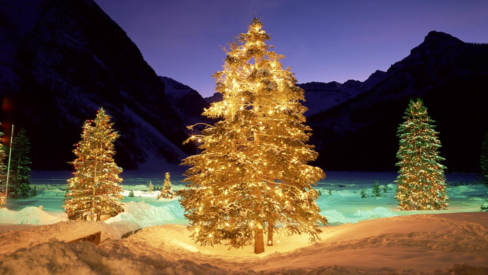 Free photo Forest with glowing Christmas trees