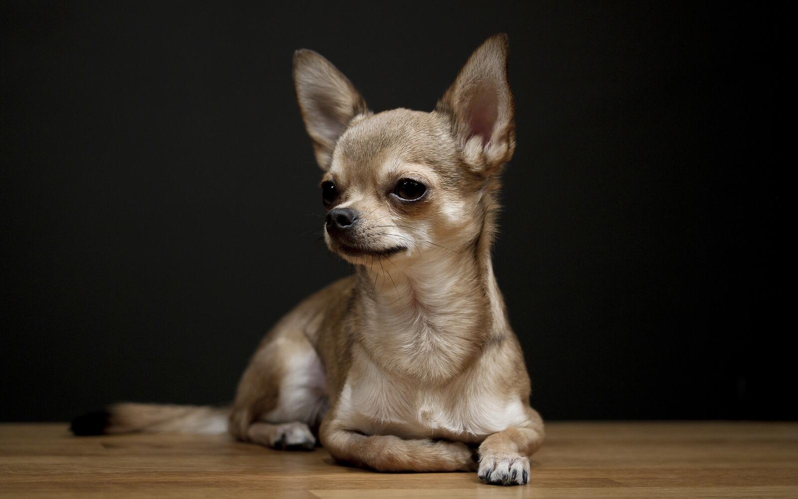 Free photo Chihuahua on a plain background