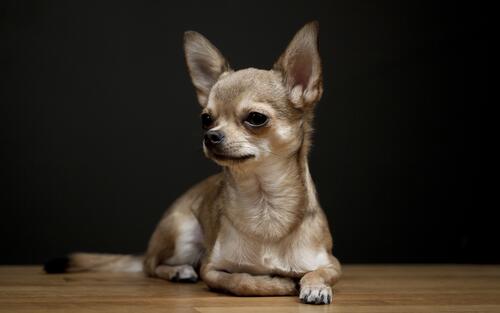 Chihuahua on a plain background