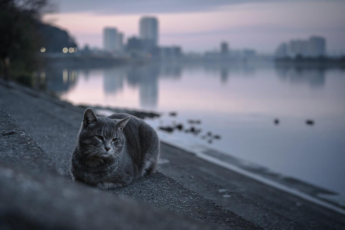 Серый кот лежит на бетонных ступеньках возле берега
