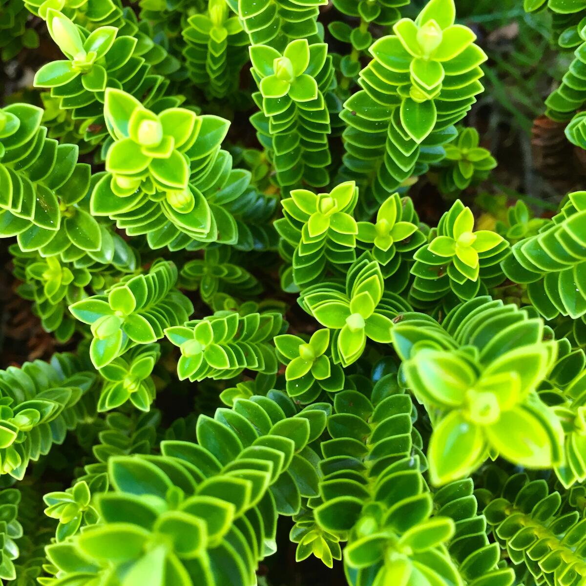 Wallpaper unusual green plants