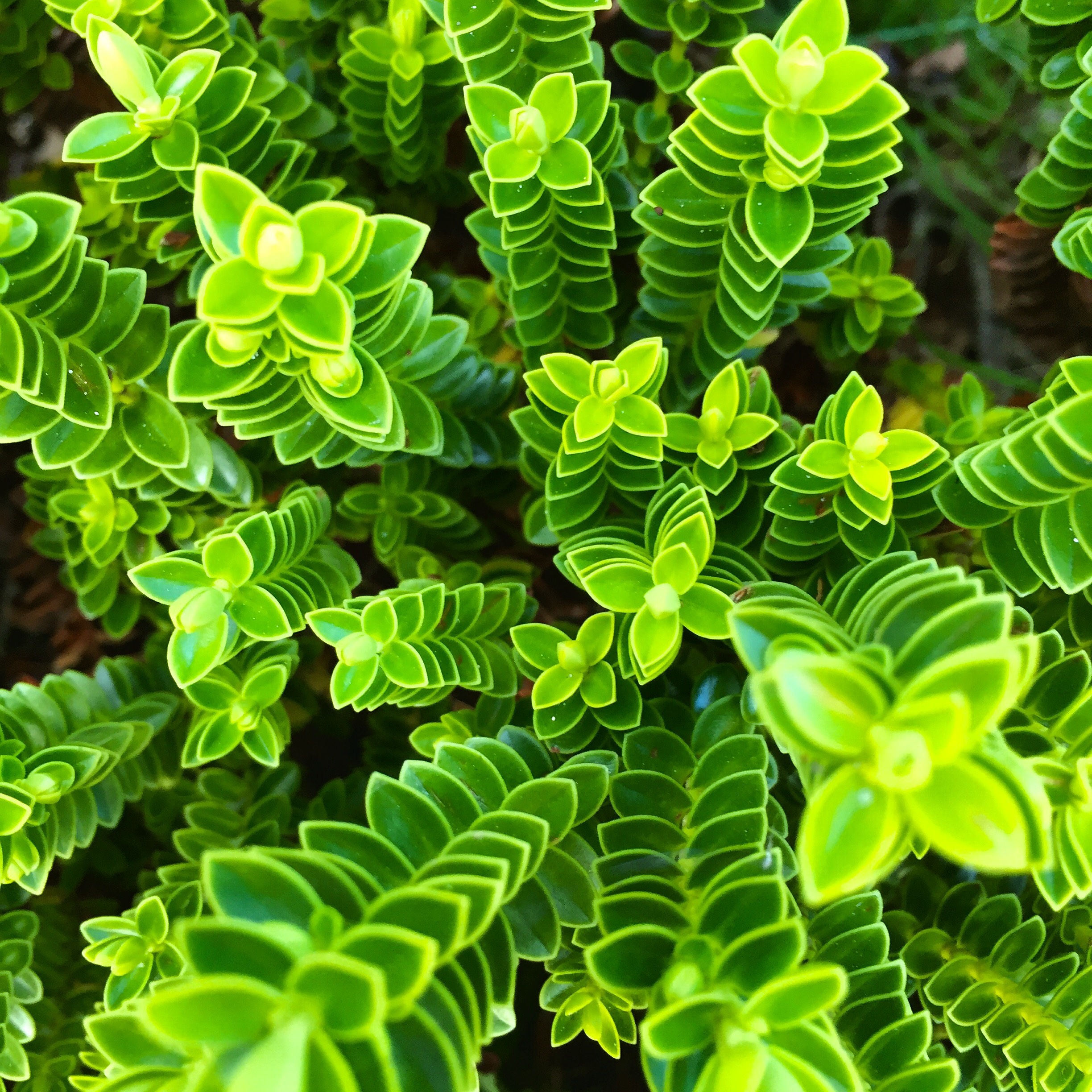 Free photo Wallpaper unusual green plants