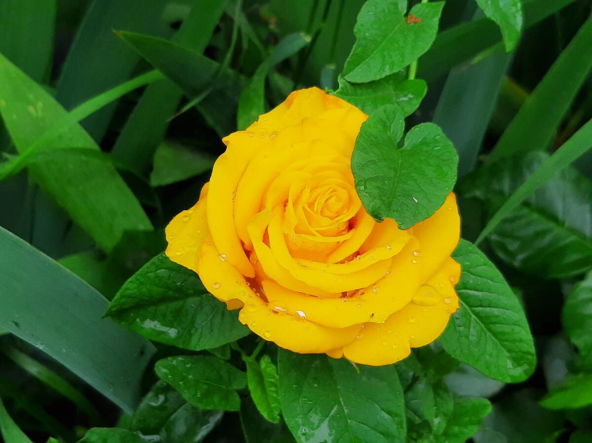 Жёлтая роза с каплями росы среди зеленого кустарника