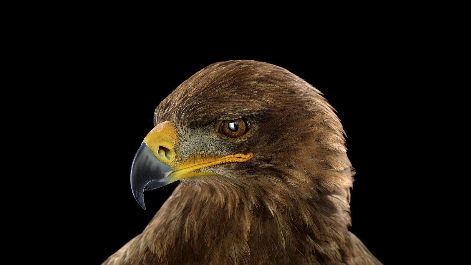 Free photo Portrait of an eagle on a black background