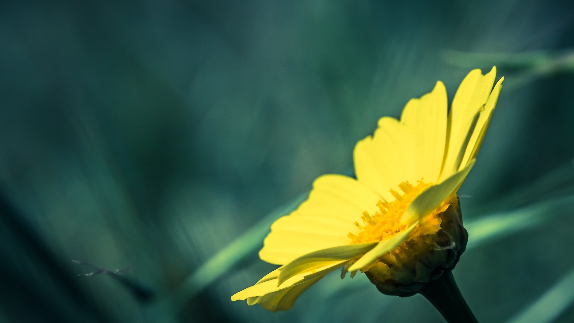 Желтый цветочек тянется к солнцу