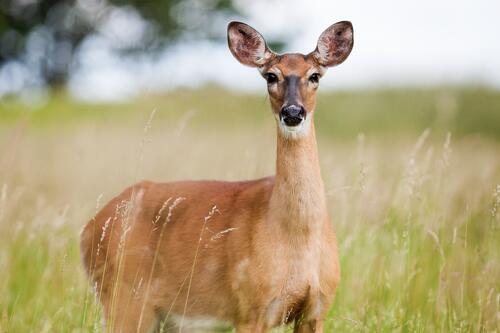 Roe deer in the tall grass