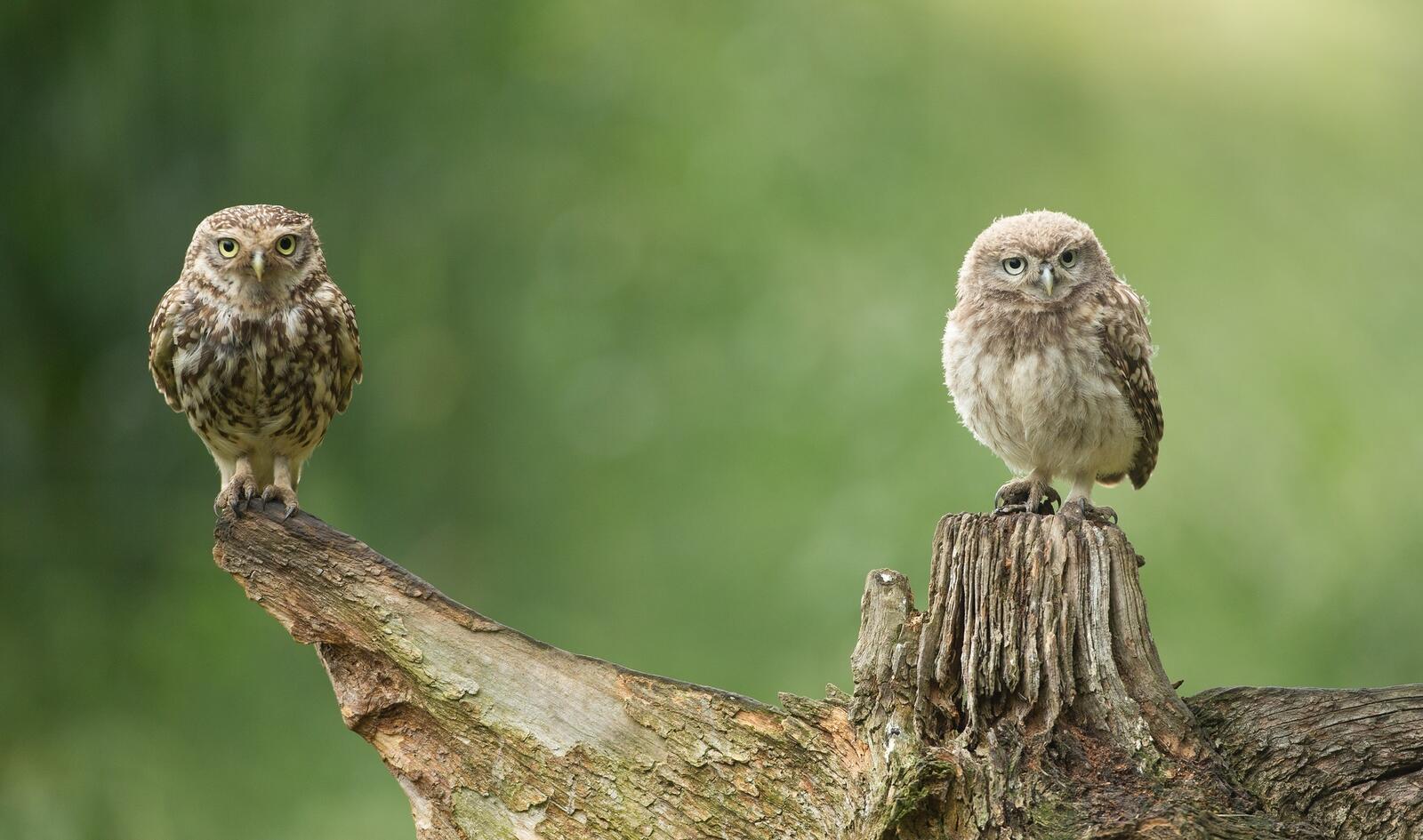 Free photo Two owl chicks perched on a branch
