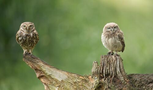 Two owl chicks perched on a branch