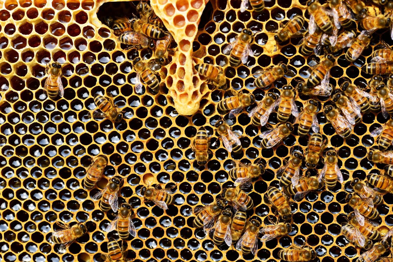 Free photo Bee honeycomb with honey