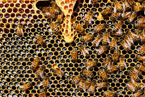 Bee honeycomb with honey