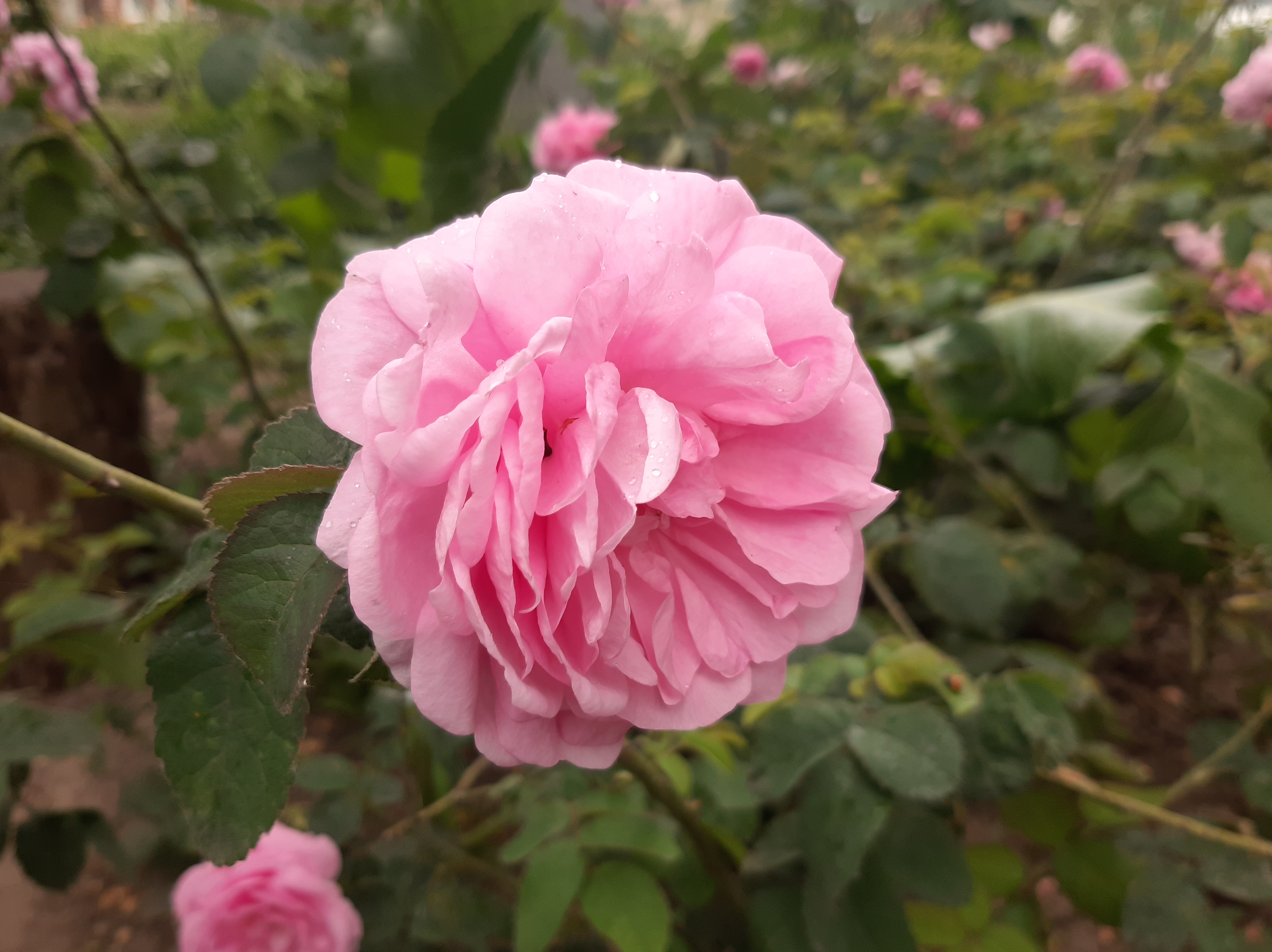 Распустившийся бутон розовой розы