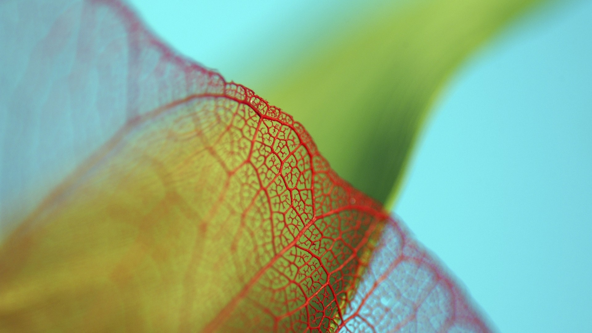 Wallpapers plant leaf mesh on the desktop