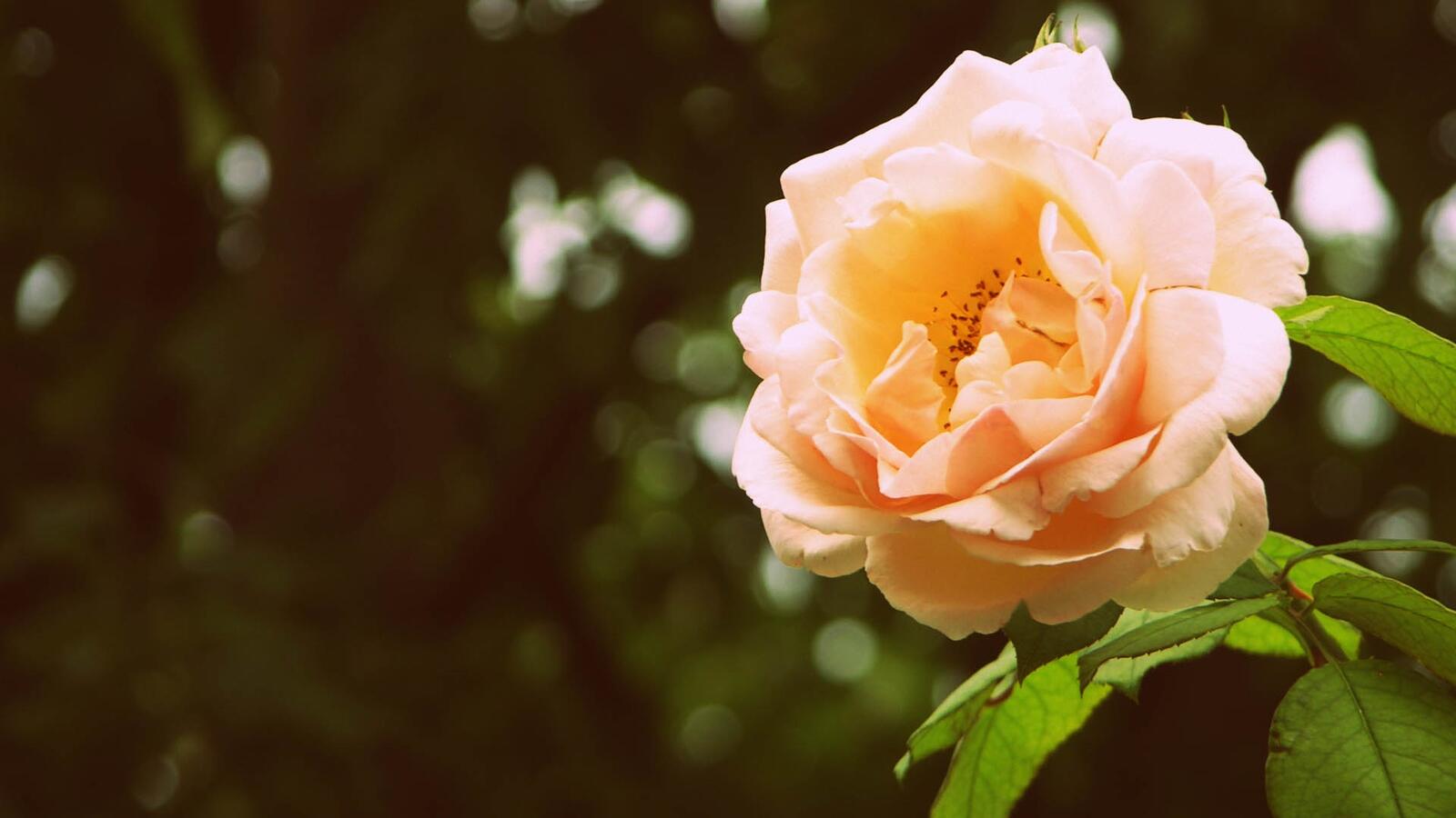 Бесплатное фото Бутон розы на кусте