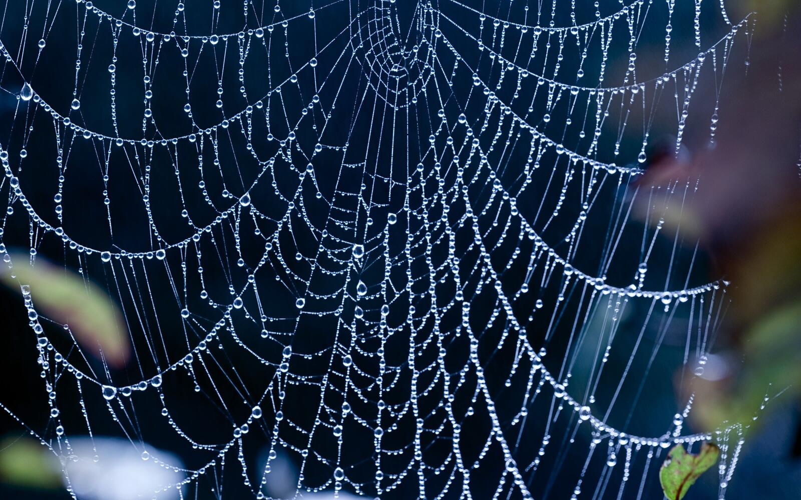 Free photo Spider web with water droplets