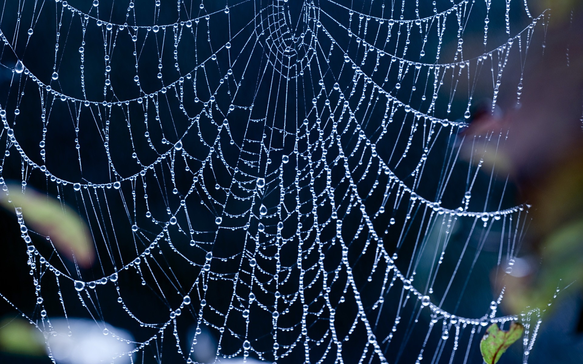 Photo free spider web, drops of water, dew