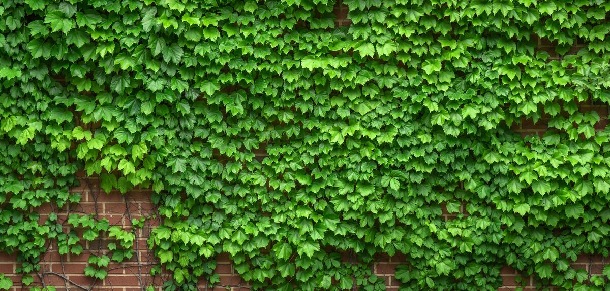 A shrub growing on the brick wall of a building