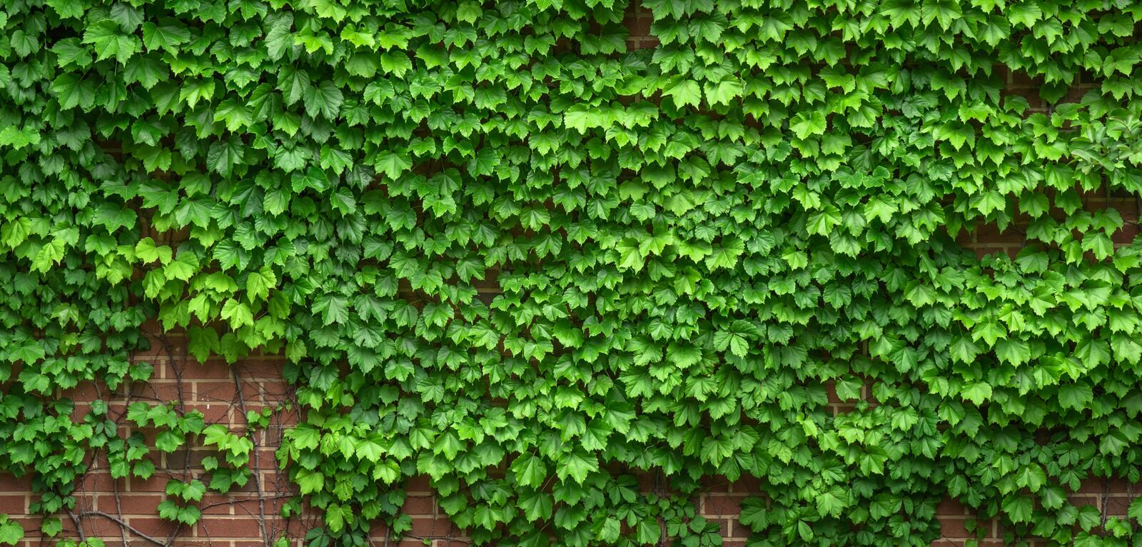 Free photo A shrub growing on the brick wall of a building