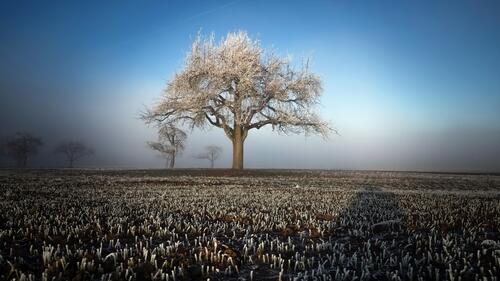 A big lonely tree in a foggy field