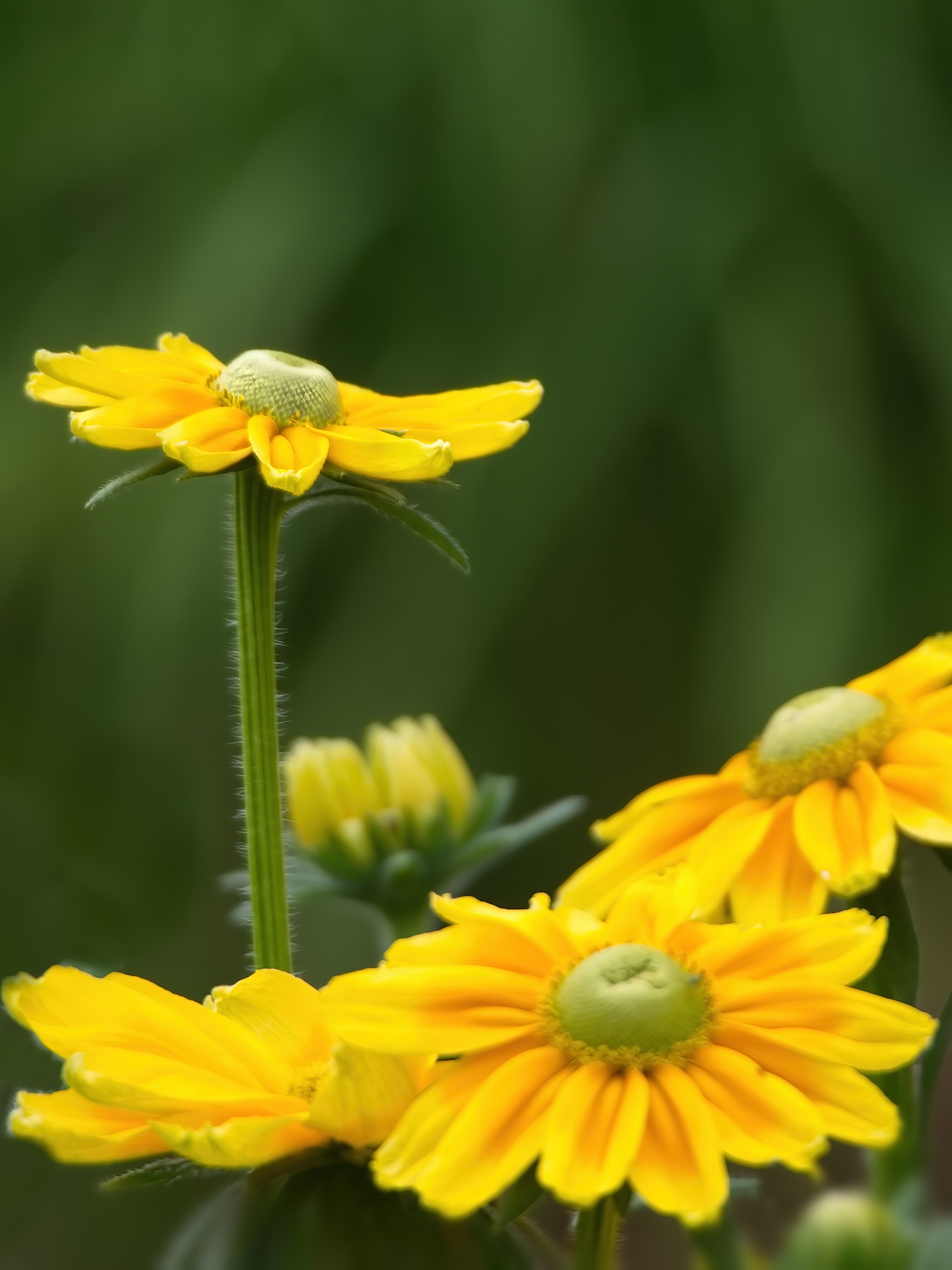 Free photo Colorful yellow flowers