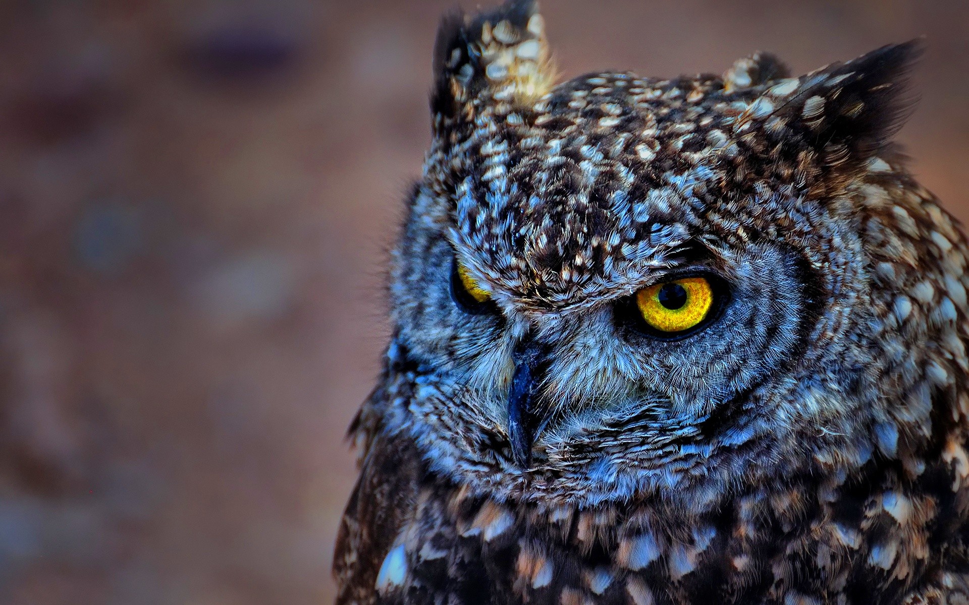 Free photo Portrait of an owl