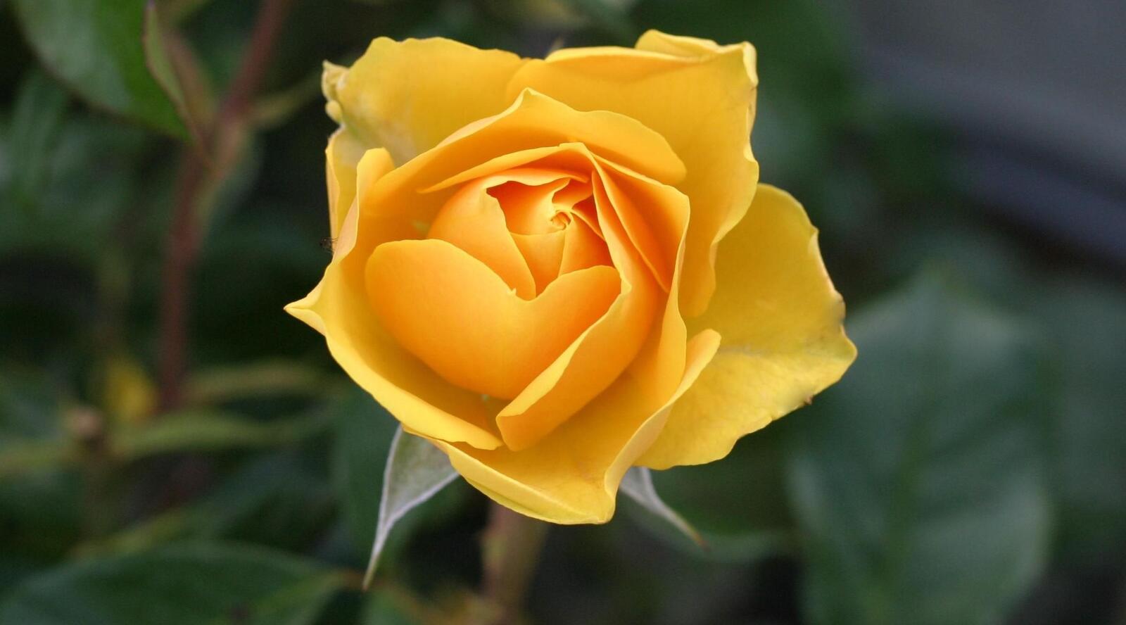 Wallpapers flower yellow rose on the desktop