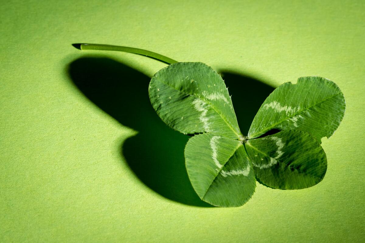 Green clover leaf on a green background