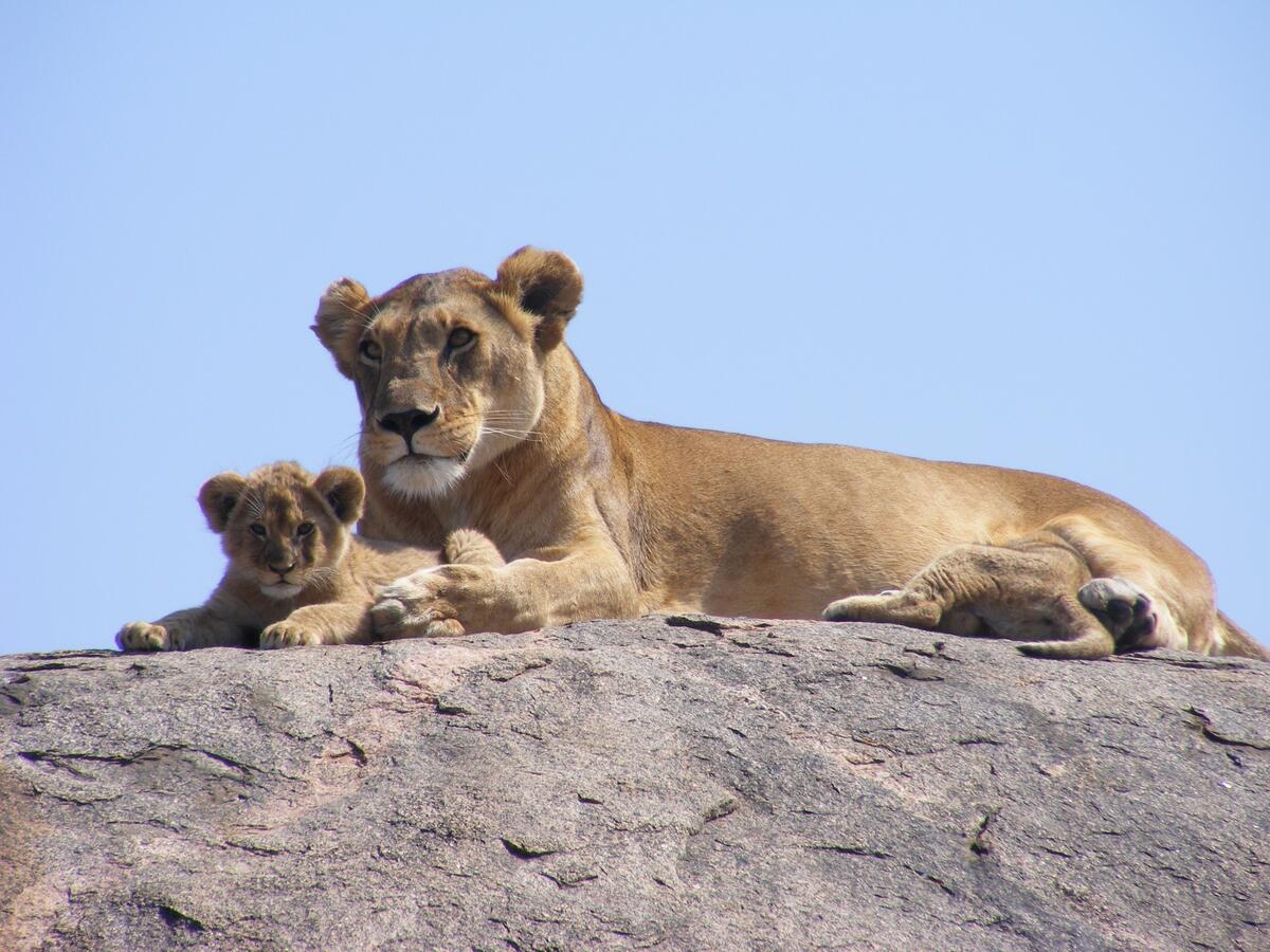 Львица со львенком отдыхают на скале