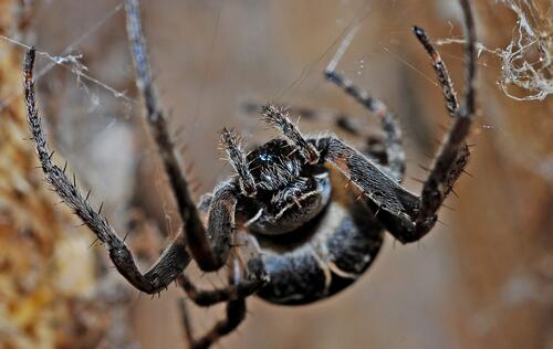 Close-up of a weaver spider