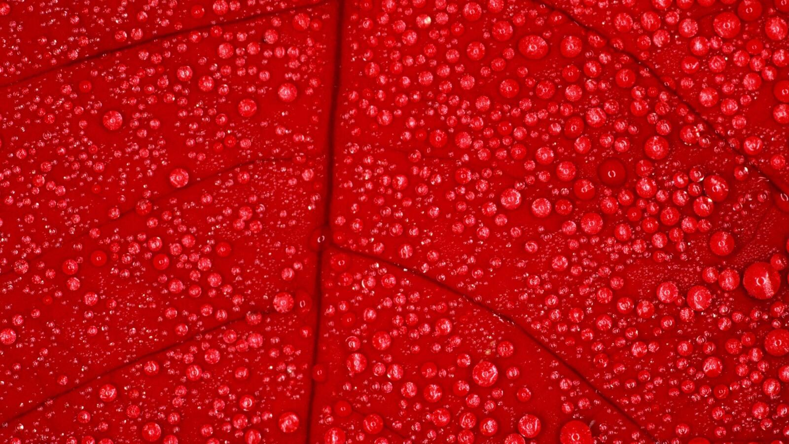 Красный листик с каплями воды