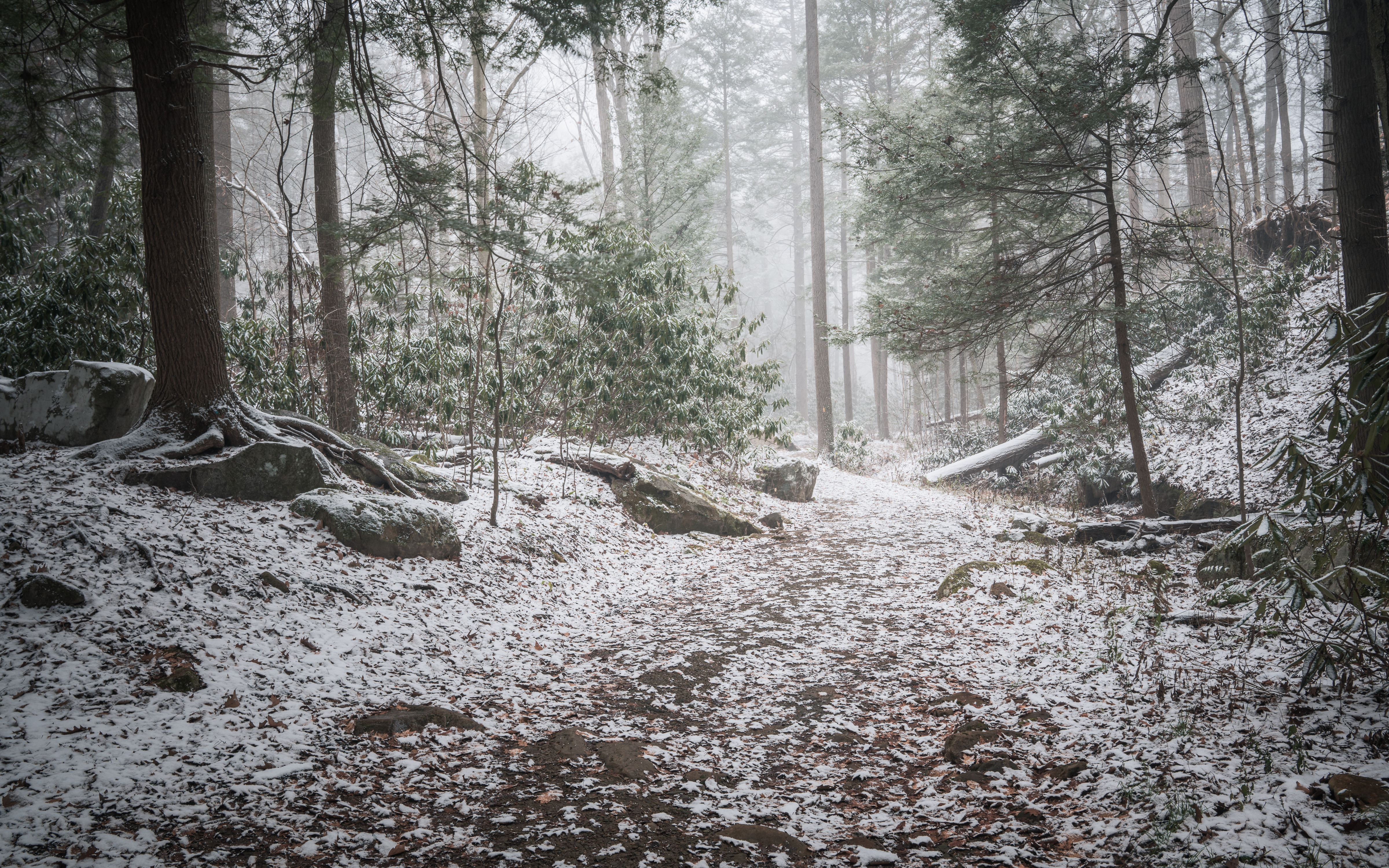 秋天的森林与第一场雪