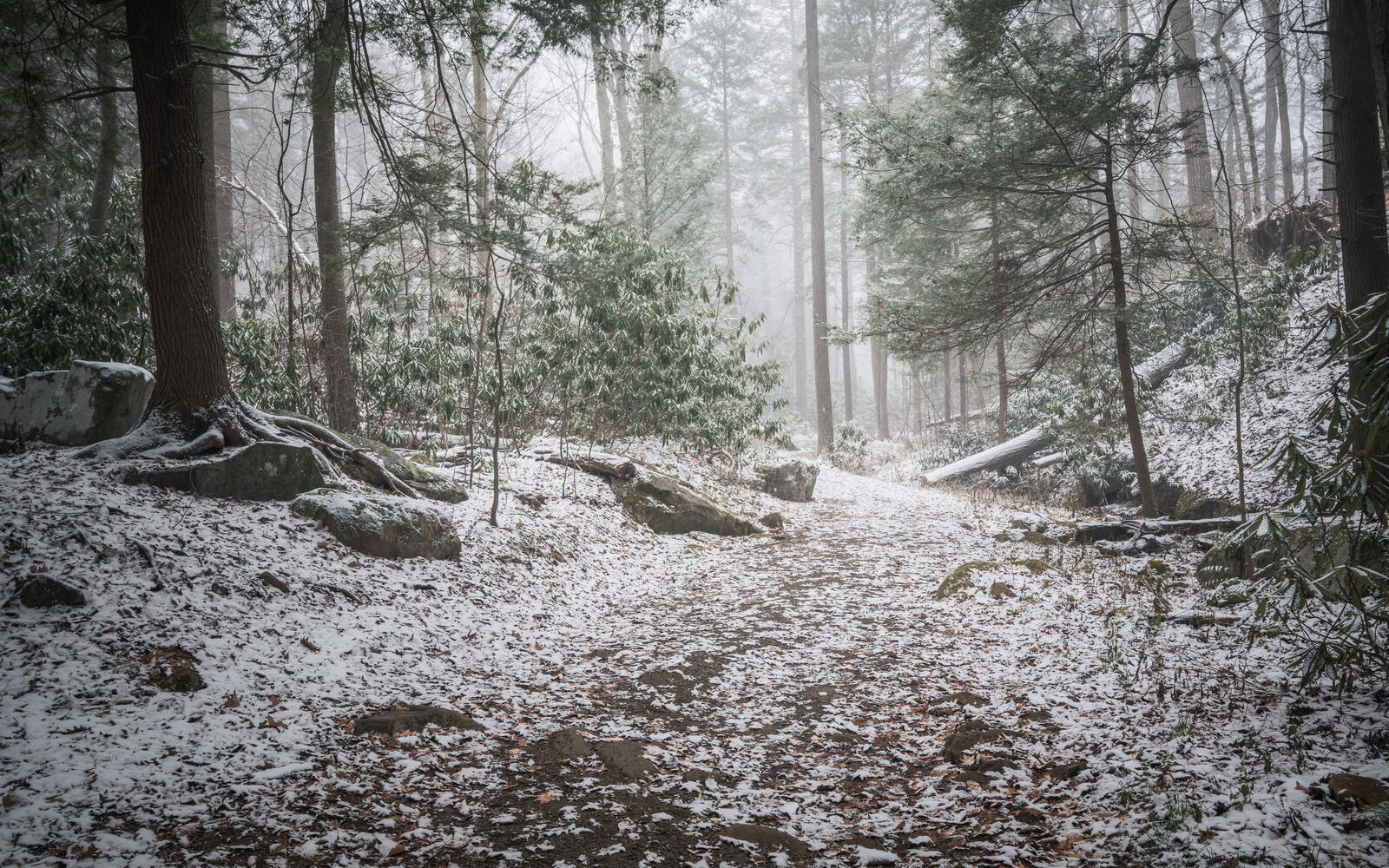 Free photo Autumn forest with the first snow