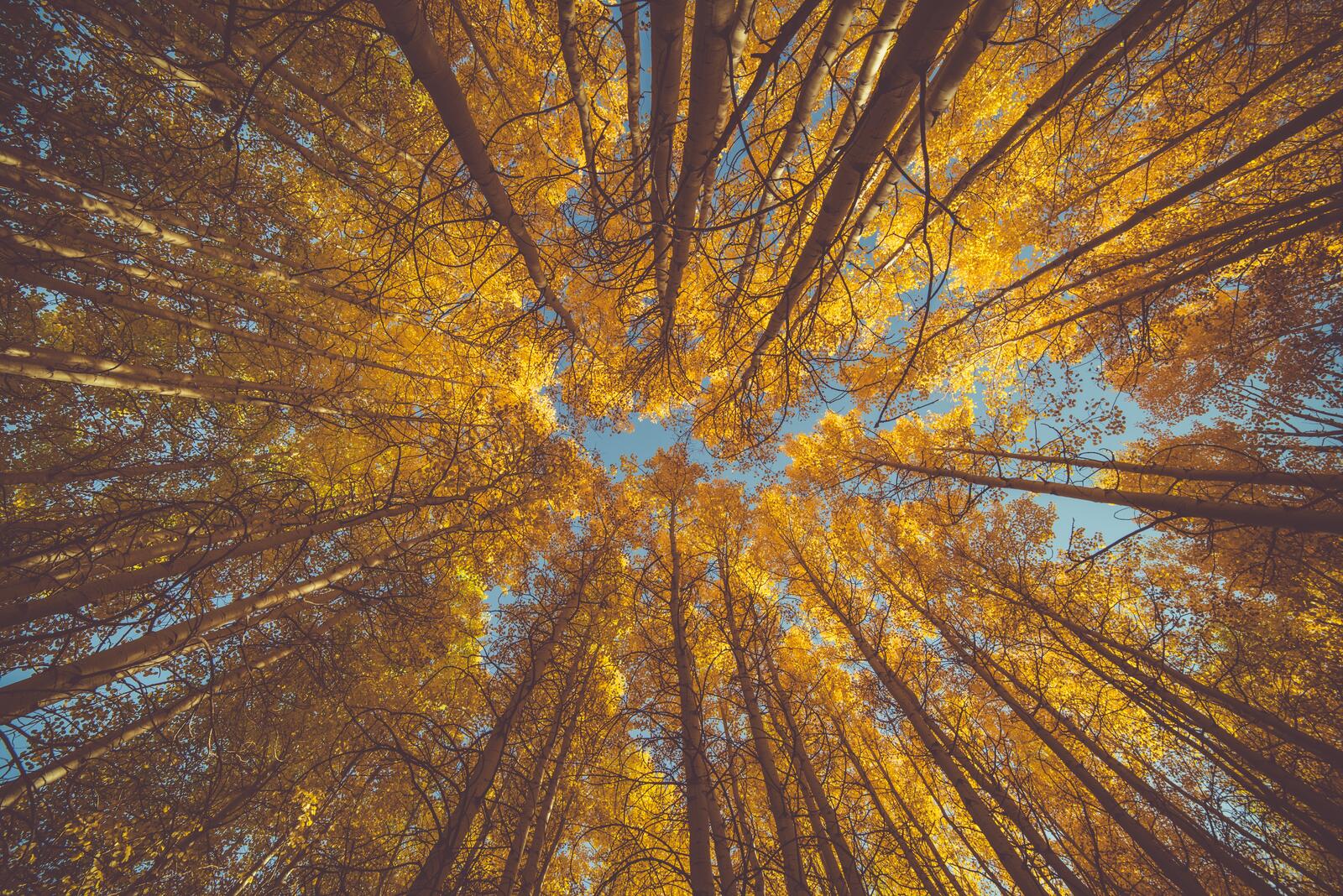 Бесплатное фото Желтые кроны деревьев