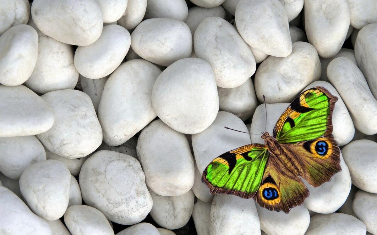 Бабочка с зелеными крылышками на белых камушках