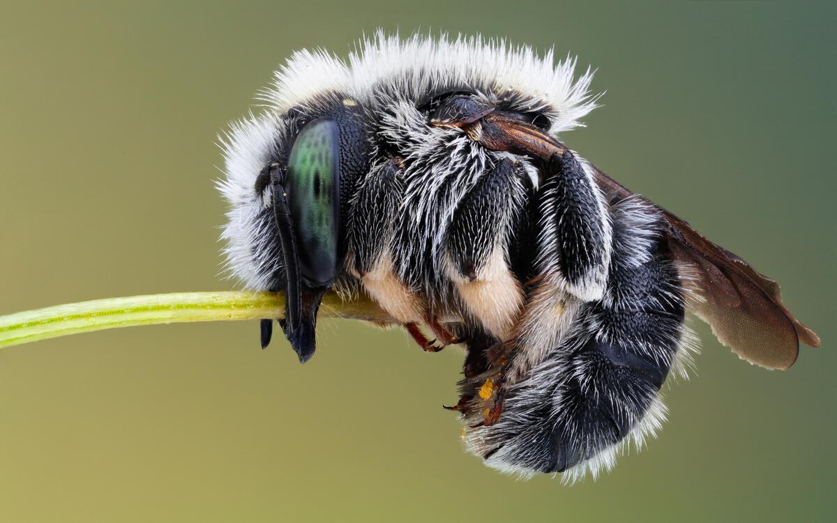 Close-up of a hairy wasp