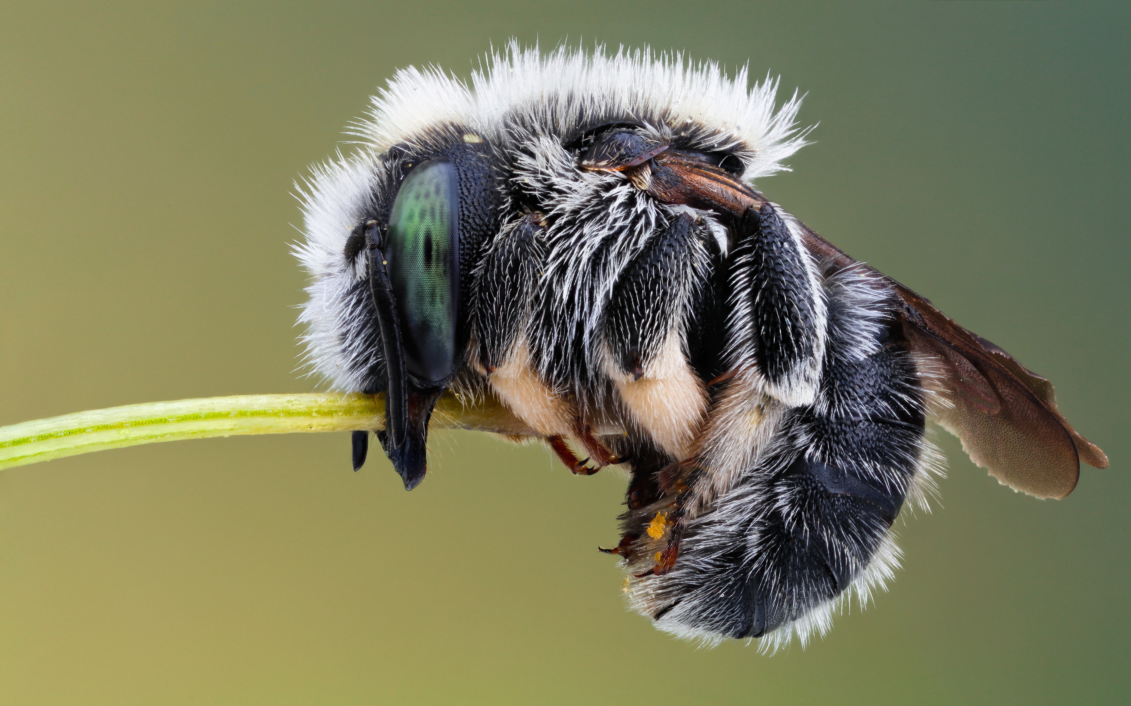 Free photo Close-up of a hairy wasp